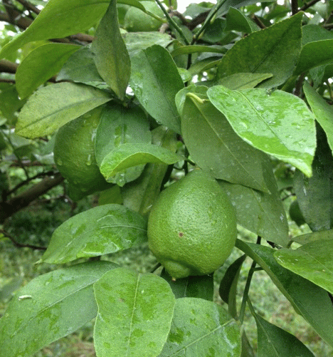ちどりじゃむ 果物は和歌山県から_a0251920_946781.gif