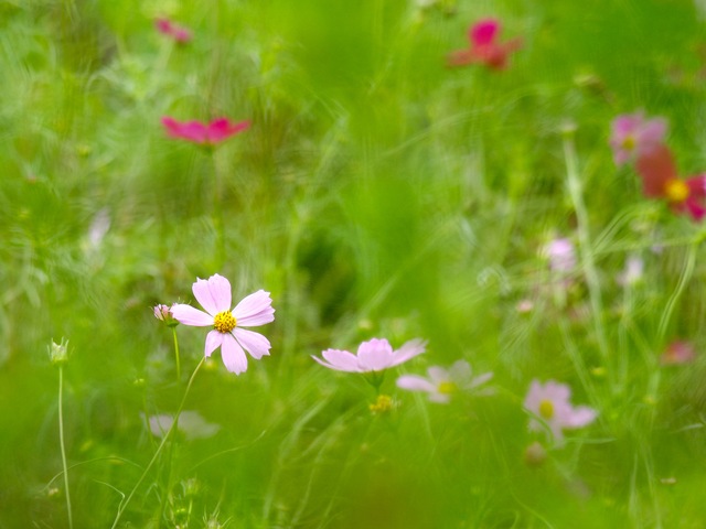 秋色の植物公園_b0191026_17463558.jpg