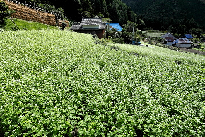 琴南町の蕎麦畑_a0165631_17255432.jpg