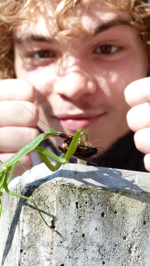 Mrs. Mantis and Mr. Cock_f0187336_23474385.jpg