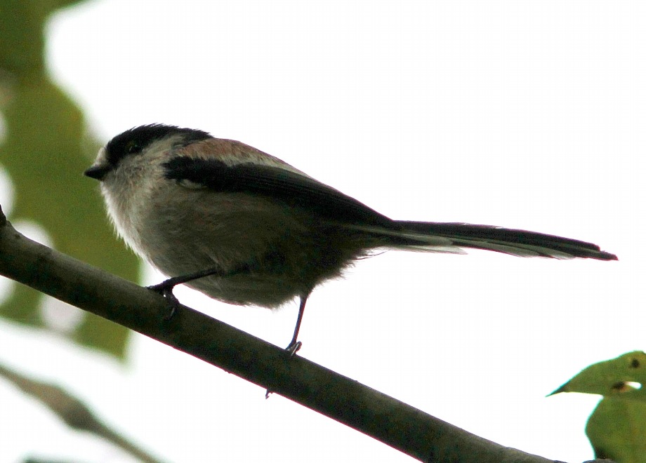 c0172139_1042549.jpg