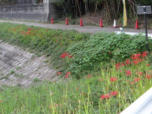 矢勝川の彼岸花の状況と家の庭_d0254540_20303081.jpg