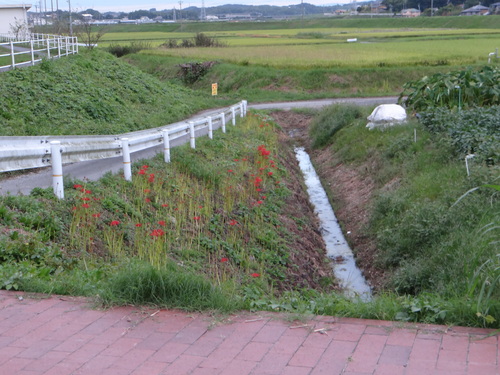矢勝川の彼岸花の状況と家の庭_d0254540_2030332.jpg