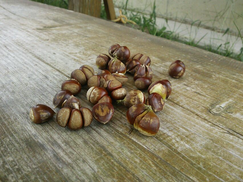 ノエルの盗み食い_e0145441_13584861.jpg