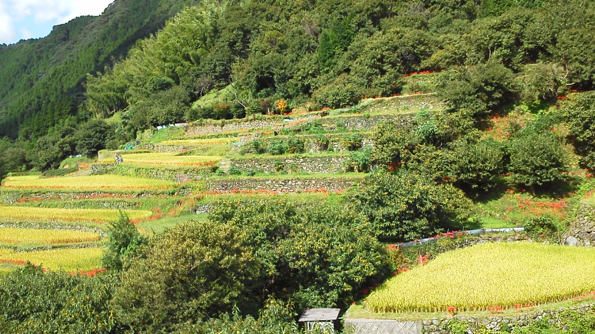 熊本城マラソン落選_b0095644_22115678.jpg