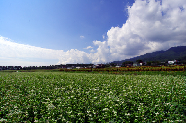 d0186245_1542362.jpg