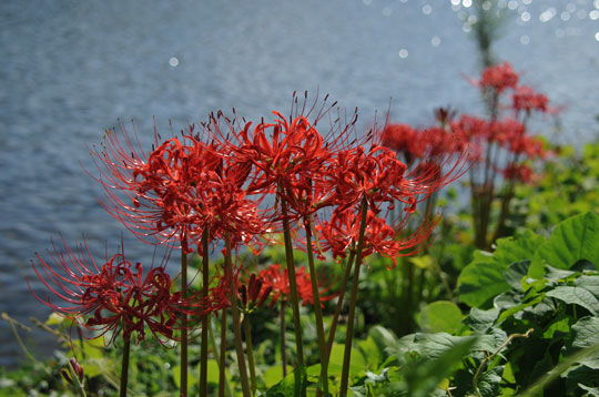 c0093046_10522332.jpg