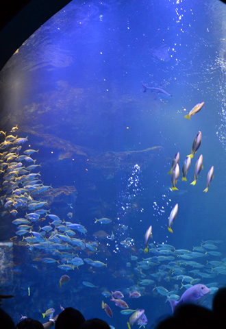 kyoto aquarium._d0227246_21184189.jpg