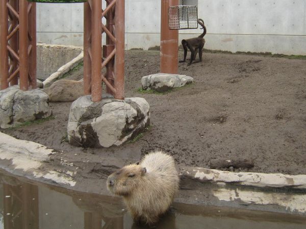 北海道９日間①　旭山動物園_f0066555_10442950.jpg