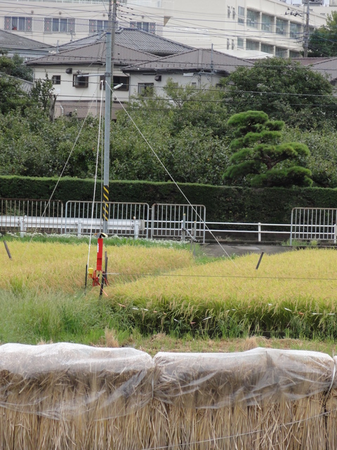 田んぼの鳥よけ 手作り自慢 田んぼの鳥よけ 手作り自慢