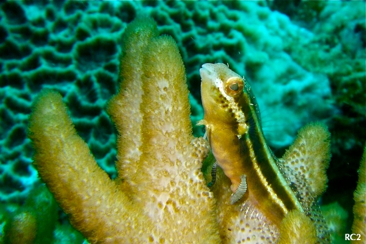 e0158261_6132877.jpg