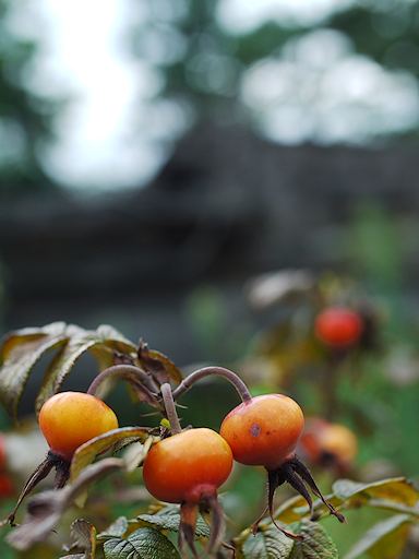 浜寺公園（はまでらこうえん）散歩写真_c0191967_21201045.jpg