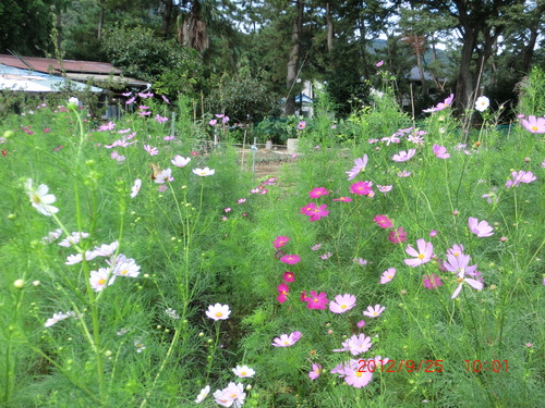 主夫の料理3連投　汗を流して健康管理_d0007071_18411393.jpg