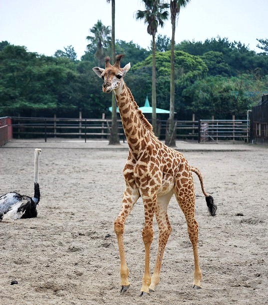 久々の動物園_a0112572_15523222.jpg