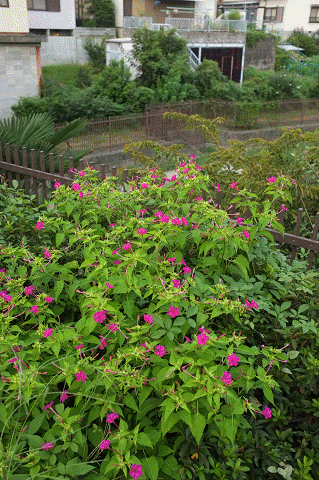 a0275782_13175786.gif
