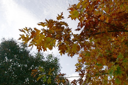 c0179785_21305397.jpg
