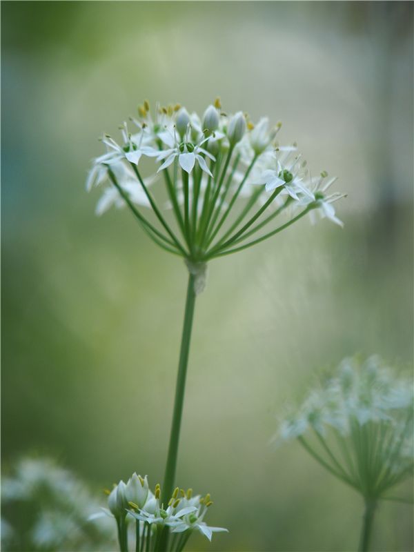 曼珠沙華開花　雑草園_f0224100_2223078.jpg