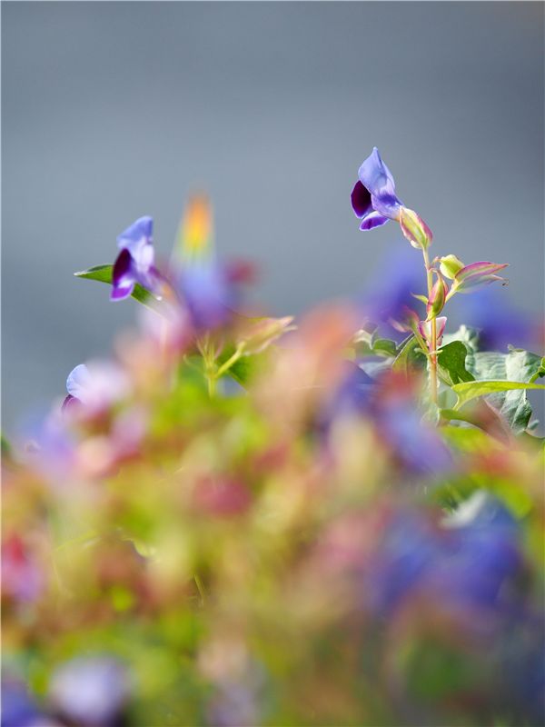 曼珠沙華開花　雑草園_f0224100_2225261.jpg