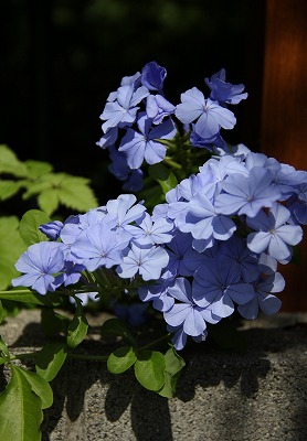 a0123003_9215790.jpg