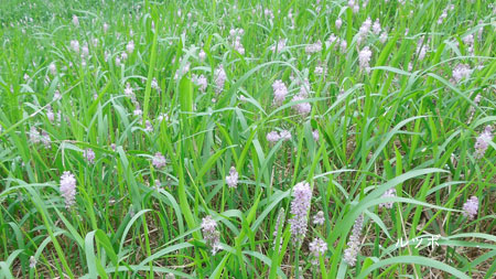 秋の植物観察会_c0051105_152383.jpg