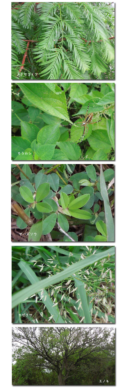 秋の植物観察会_c0051105_22343248.jpg