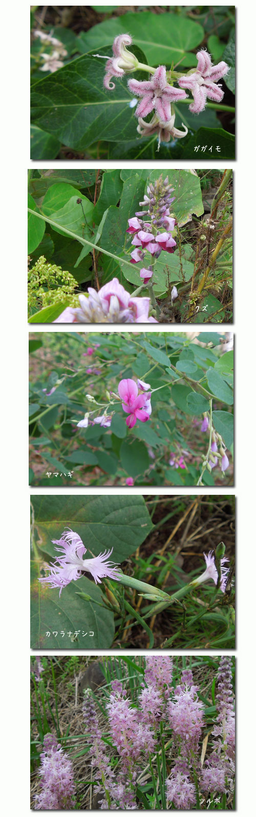 秋の植物観察会_c0051105_22355593.jpg