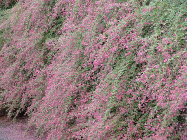萩の花とあんこのお餅・おはぎについて…2013・9・24_f0231709_1612368.jpg