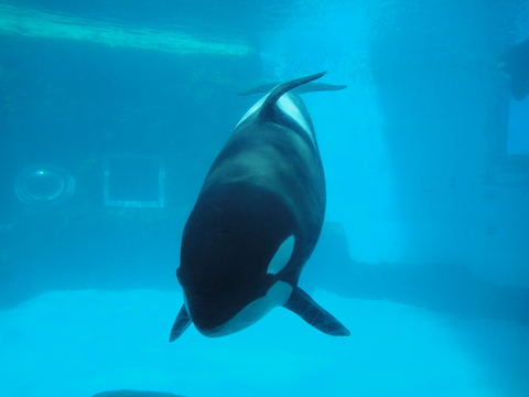 9/17　名古屋港水族館_c0175712_0103456.jpg