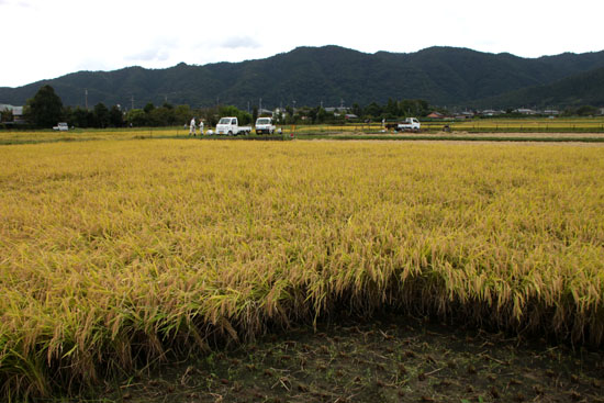 嵯峨野 収穫の盛り_e0048413_20513920.jpg