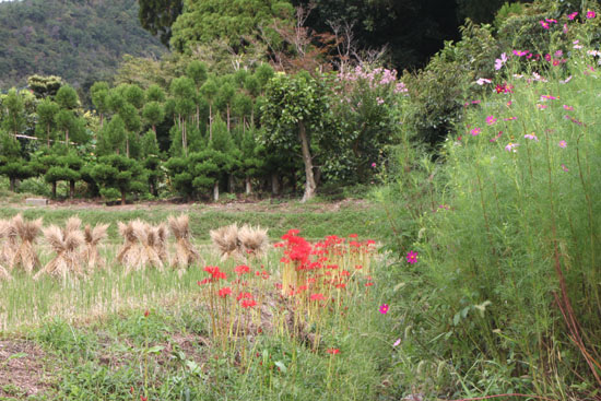 嵯峨野 収穫の盛り_e0048413_2052057.jpg