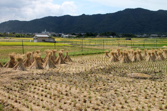 嵯峨野 収穫の盛り_e0048413_20523582.jpg