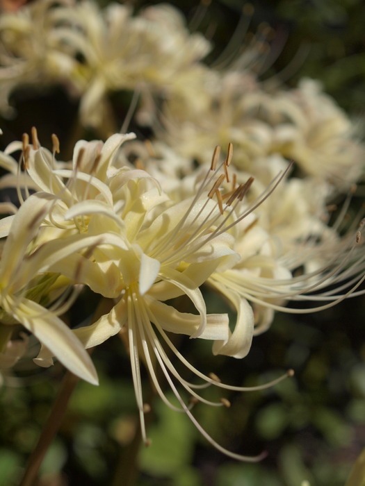 白花彼岸花(白花曼珠沙華)_c0116915_0141531.jpg
