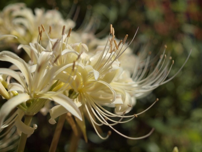 白花彼岸花（白花曼珠沙華）_c0116915_0171065.jpg