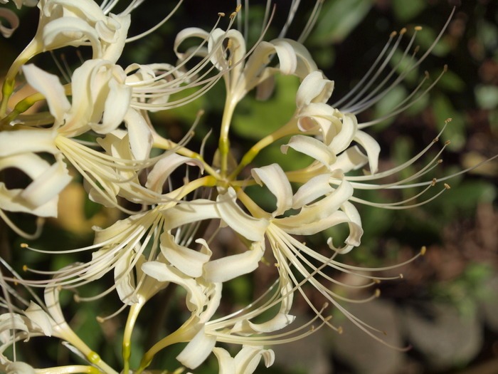 白花彼岸花(白花曼珠沙華)_c0116915_0185686.jpg