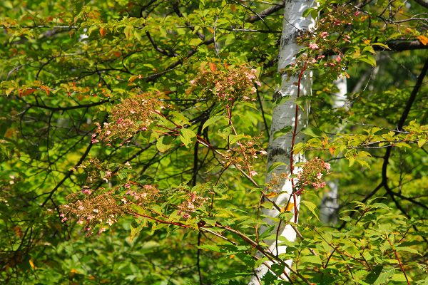 e0242721_1131899.jpg
