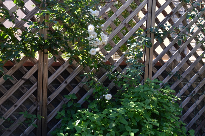 d0096422_10685.jpg
