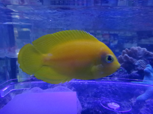 120926 海水魚・サンゴ・水草・金魚_f0189122_12563180.jpg