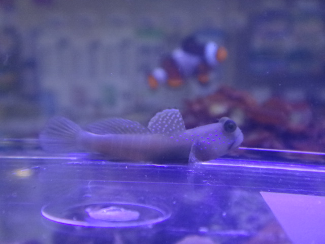 120926 海水魚・サンゴ・水草・金魚_f0189122_12571072.jpg