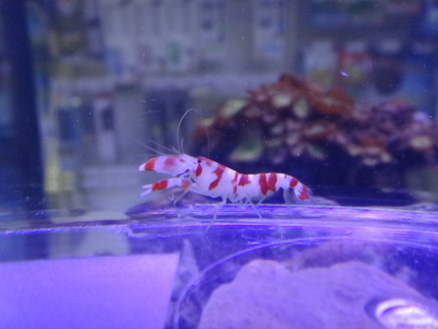 120926 海水魚・サンゴ・水草・金魚_f0189122_12582452.jpg