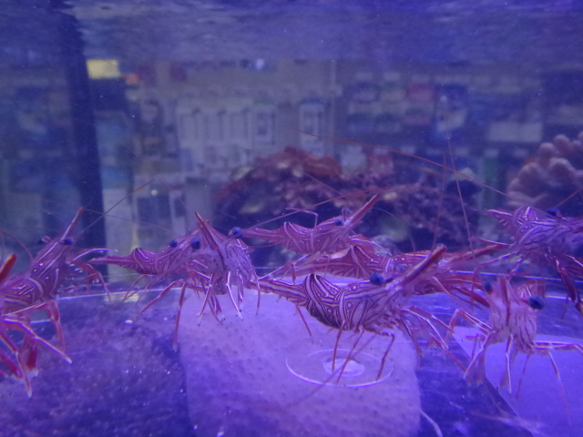 120926 海水魚・サンゴ・水草・金魚_f0189122_12594413.jpg