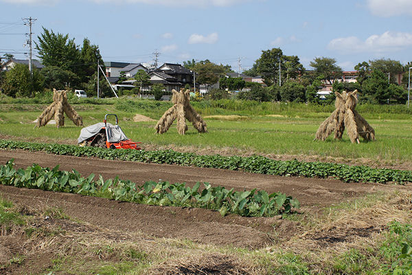 秋の八雲村ポタリング_f0007926_12261634.jpg