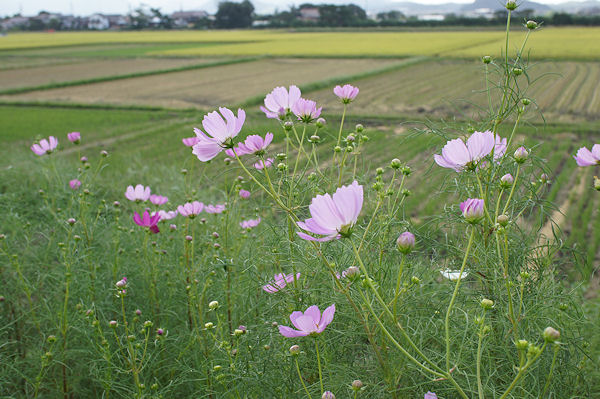 秋の八雲村ポタリング_f0007926_12303487.jpg