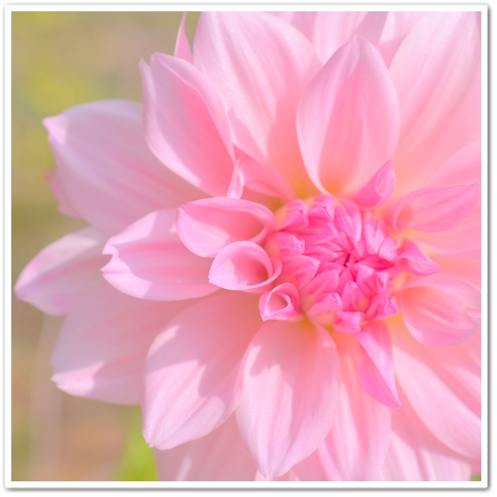 Dahlia_a0293130_214148.jpg