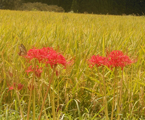 f0042737_1448511.jpg