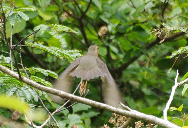 鳥さんスポット見っけ２　byミー_e0188939_2116036.jpg