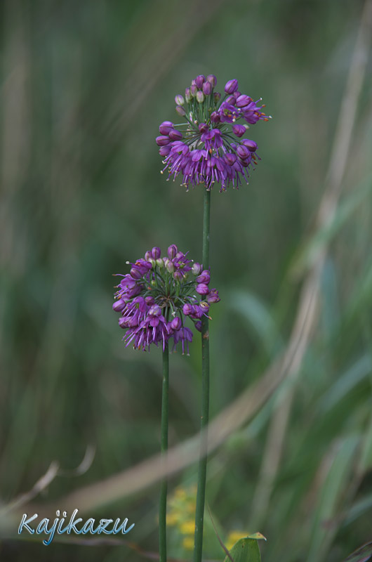 a0166940_082460.jpg