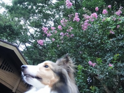 花とあくび_e0195743_2111759.jpg