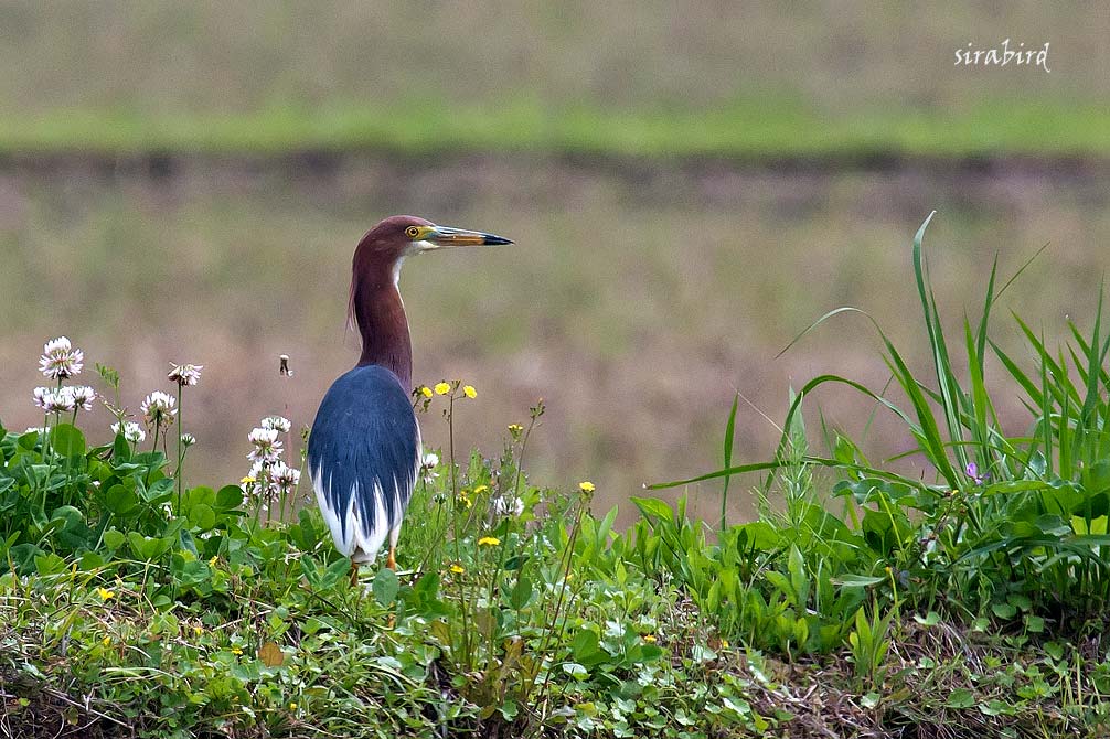 アカガシラサギ 迷鳥 赤頭鷺 全長約45 チャレンジ 日々の散歩道