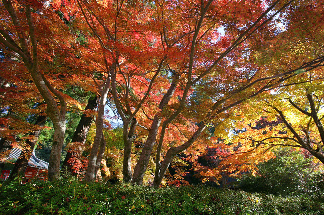 自然な自然 - Natural Nature_d0110849_132690.jpg