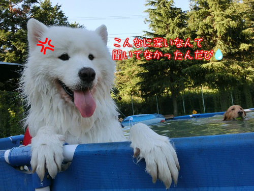 a0166954_0411125.png